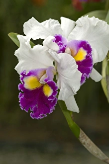 Warscewiczs Cattleys orchid -Cattleya warscewiczii-, cultivar, Phuket, Thailand Warscewiczs Cattleys orchid -Cattleya warscewiczii-, cultivar, Phuket, Thailand