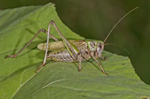 Wart-biter Cricket -Decticus verrucivorus- on the leaf of a Butterbur, Kampen, Vorarlberg Wart-biter Cricket -Decticus verrucivorus- on the leaf of a Butterbur, Kampen, Vorarlberg