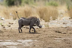 Warthog -Phacochoerus aethiopicus-, Khaudum National Park, Namibia, Africa Warthog -Phacochoerus aethiopicus-, Khaudum National Park, Namibia, Africa