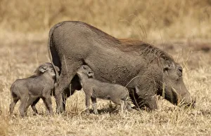 Warthog (Phacochoerus africanus) nursing cubs Warthog (Phacochoerus africanus) nursing cubs
