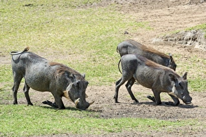Warthogs -Phacochoerus africanus-, Maasai Mara National Reserve, Kenya Warthogs -Phacochoerus africanus-, Maasai Mara National Reserve, Kenya