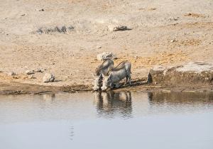 Two warthogs -Phacochoerus africanus- drinking, Etosha National Park, Namibia Two warthogs -Phacochoerus africanus- drinking, Etosha National Park, Namibia
