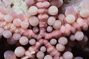 <b class=qtipBold><figcaption>Warty Sea Star</figcaption></b><br>Jeff Rotman Underwater Photography, 6395-000274 Warty Sea Star