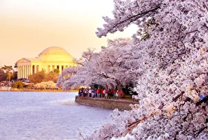 <b class=qtipBold><figcaption>Washington DC cherry blossom</figcaption></b><br>Washington D.C Capital cherry blossom, Jefferson Memorial.<br><em>© tonyshi.photos</em> Washington DC cherry blossom