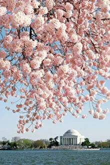 Flower Art Gallery: Washington DC Cherry Blossoms