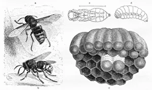 <b class=qtipBold><figcaption>Wasp engraving 1884</figcaption></b><br>Brehms Thierleben (Tierleben). Allgemeine Kunde des Thierreichs. Vierte Abtheilung - Wirbellofe Thiere. Leipzig Verlag, 1884.<br><em>© This content is subject to copyright.</em> Wasp engraving 1884