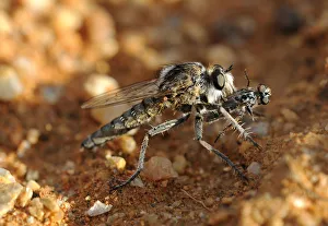 Wasp Robber Fly -Asilidae- with prey, Goegap Nature Reserve, Namaqualand, South Africa, Africa Wasp Robber Fly -Asilidae- with prey, Goegap Nature Reserve, Namaqualand, South Africa, Africa
