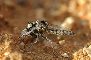 Wasp Robber Fly with prey, Goegap Nature Reserve, Namaqualand, South Africa, Africa Wasp Robber Fly with prey, Goegap Nature Reserve, Namaqualand, South Africa, Africa