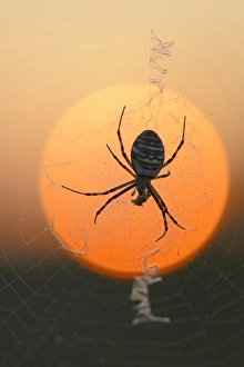 Wasp Spider -Argiope bruennichi- on a spiders web, Emsland, Lower Saxony, Germany Wasp Spider -Argiope bruennichi- on a spiders web, Emsland, Lower Saxony, Germany