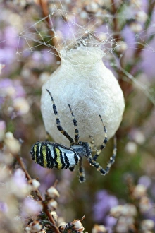 Wasp Spider or Orb-weaving Spider -Argiope bruennichi-, spinning a cocoon, Emsland, Lower Saxony, Germany Wasp Spider or Orb-weaving Spider -Argiope bruennichi-, spinning a cocoon, Emsland, Lower Saxony, Germany