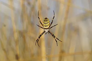 Wasp Spider or Orb-weaving Spider -Argiope bruennichi- on a spiders web, Burgenland Wasp Spider or Orb-weaving Spider -Argiope bruennichi- on a spiders web, Burgenland