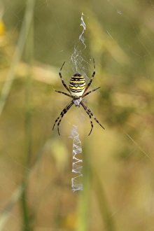 Wasp Spider or Zebra Spider -Argiope bruennichi-, female sitting in a web Wasp Spider or Zebra Spider -Argiope bruennichi-, female sitting in a web