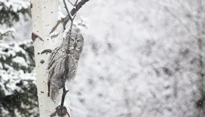 <b class=qtipBold><figcaption>Watching the Snow</figcaption></b><br>A great grey owl watches the snow fall in Grand Teton National Park, Wyoming while perched on an aspen tree.<br><em>© 2015 Chase Dekker Wild-Life Images</em> Watching the Snow