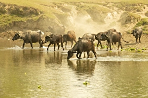 Water buffalos fording a river in front of a dusty embankment, Chitwan National Park Water buffalos fording a river in front of a dusty embankment, Chitwan National Park