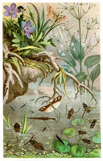 <b class=qtipBold><figcaption>Water bugs Chromolithograph 1884</figcaption></b><br>Brehms Thierleben (Tierleben). Allgemeine Kunde des Thierreichs. Vierte Abtheilung - Wirbellofe Thiere. Leipzig Verlag, 1884.<br><em>© This content is subject to copyright.</em> Water bugs Chromolithograph 1884