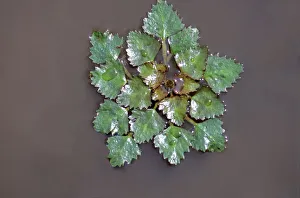 Water chestnut, water caltrop (Trapa natans), Hortobagy ponds, Hungary, Europe Water chestnut, water caltrop (Trapa natans), Hortobagy ponds, Hungary, Europe