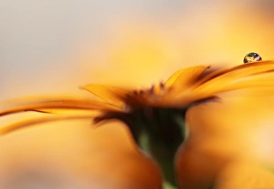 <b class=qtipBold><figcaption>Water droplet on Gerbera daisy</figcaption></b><br>Water drop on the petal of fiery orange Gerbera daisy.<br><em>© 2010-2011 Susan Gary</em> Water droplet on Gerbera daisy