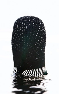 <b class=qtipBold><figcaption>Water drops on loon</figcaption></b><br><em>© Jim Cumming</em> Water drops on loon