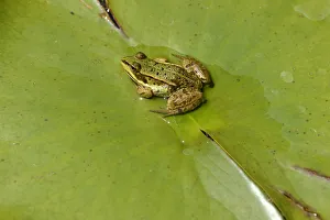 Water frog -Pelophylax esculentus or Rana esculenta-, perched on lily pad, Zug, Switzerland Water frog -Pelophylax esculentus or Rana esculenta-, perched on lily pad, Zug, Switzerland
