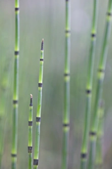 Water Horsetail or Swamp Horsetail -Equisetum fluviatile-, Emsland region, Lower Saxony, Germany, Europe Water Horsetail or Swamp Horsetail -Equisetum fluviatile-, Emsland region, Lower Saxony, Germany, Europe