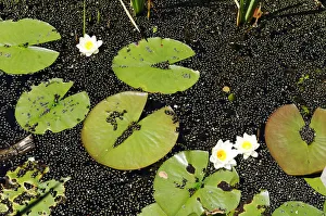 Water lilies (Nymphaea) on Montiggler See lake, on the Weinstrasse wine route, Oltradige Water lilies (Nymphaea) on Montiggler See lake, on the Weinstrasse wine route, Oltradige