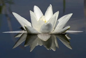 Water Lily -Nymphaea alba- with reflection, Schwenzin bay in Lake Koelpinsee Water Lily -Nymphaea alba- with reflection, Schwenzin bay in Lake Koelpinsee