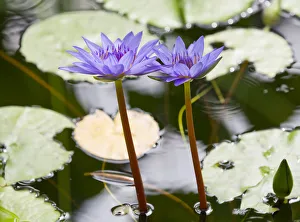 Water lily -Nymphaea-, hybrid George T. Moore, flowering, Thuringia, Germany Water lily -Nymphaea-, hybrid George T. Moore, flowering, Thuringia, Germany
