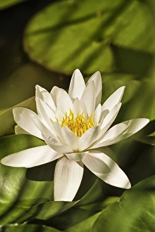 Water Lily -Nymphaea sp.-, Austria, Europe Water Lily -Nymphaea sp.-, Austria, Europe