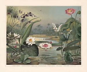 Water plants, chromolithograph, published in 1897 Water plants, chromolithograph, published in 1897