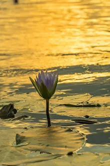 Related Images Collection: waterlily. Mazvikadei Lake, Mashonaland North, Zimbabwe