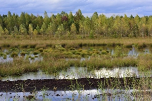 Waterlogged, renatured bog with bulrushes -Schoenoplectus lacustris-, common reed -Phragmites australis Waterlogged, renatured bog with bulrushes -Schoenoplectus lacustris-, common reed -Phragmites australis