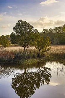Waterway and morning reflections from two trees and seagrass in water, Skidaway Island State Park, Savannah, Georgia Waterway and morning reflections from two trees and seagrass in water, Skidaway Island State Park, Savannah, Georgia