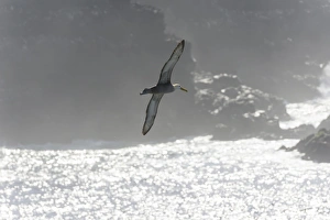 Waved Albatross or Galapagos Albatross -Phoebastria irrorata- in flight, Isla Espanola Waved Albatross or Galapagos Albatross -Phoebastria irrorata- in flight, Isla Espanola