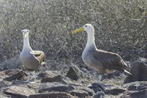 Waved Albatrosses or Galapagos Albatrosses -Phoebastria irrorata-, Isla Espanola Waved Albatrosses or Galapagos Albatrosses -Phoebastria irrorata-, Isla Espanola