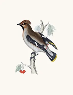 <b class=qtipBold><figcaption>Waxwing bird</figcaption></b><br>A photograph of an original hand-colored engraving from The History of British Birds by Morris published in 1853-1891.<br><em>© mashuk</em> Waxwing bird