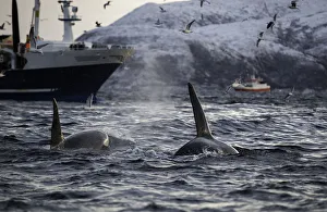 <b class=qtipBold><figcaption>On The Way To Feed</figcaption></b><br>Two male orcas moving towards a fishing vessel where they will feed on herring trapped by the trawler's fishing nets.<br><em>© 2015 Wildestanimal</em> On The Way To Feed