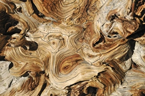 Weathered wood of an ancient Bristlecone pine -Pinus longaeva-, Great Basin, Nevada, USA Weathered wood of an ancient Bristlecone pine -Pinus longaeva-, Great Basin, Nevada, USA