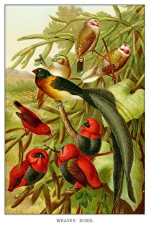 <b class=qtipBold><figcaption>Weaverbirds</figcaption></b><br>Weaverbirds - Scanned 1885 Color Engraving Weaverbirds