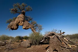 Weavers nests, Northern Cape, South Africa, Africa Weavers nests, Northern Cape, South Africa, Africa