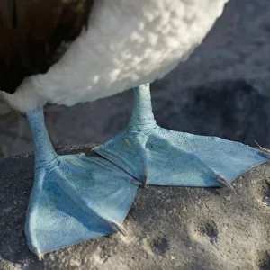 Webbed Feet Of The Blue-Footed Booby (Sula Nebouxii); Galapagos, Equador Webbed Feet Of The Blue-Footed Booby (Sula Nebouxii); Galapagos, Equador