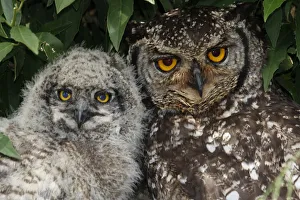 A three week old Spotted Eagle Owl chick with one of the parent birds. The nest is A three week old Spotted Eagle Owl chick with one of the parent birds. The nest is