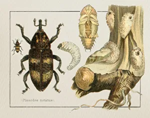 Weevil Pissodes notatus insect illustration 1897 Weevil Pissodes notatus insect illustration 1897