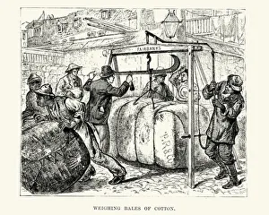 Weighing bales of cotton, New Orleans 19th Century Weighing bales of cotton, New Orleans 19th Century
