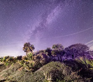 <b class=qtipBold><figcaption>Welcome to the Jungle</figcaption></b><br>The Jungle of Edisto Island, Sc with the milky way above.<br><em>© ROBERT LOE</em> Welcome to the Jungle