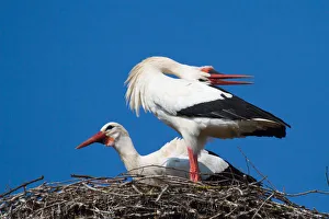 Welcoming scene of White Storks -Ciconia ciconia- on a nest, North Hesse, Hesse, Germany Welcoming scene of White Storks -Ciconia ciconia- on a nest, North Hesse, Hesse, Germany