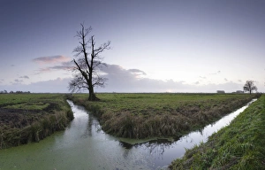 Wesermarsch marsh, landscape near Bremerhaven, Germany, Lower Saxony, Europe Wesermarsch marsh, landscape near Bremerhaven, Germany, Lower Saxony, Europe