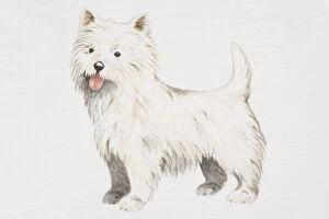 West Highland White Terrier (canis familiaris), side view