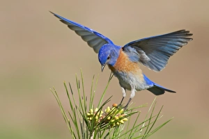 <b class=qtipBold><figcaption>Western Bluebird</figcaption></b><br>Male Western Bluebird.<br><em>© Phoo Chan</em> Western Bluebird