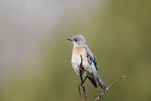 <b class=qtipBold><figcaption>Western bluebird perching on twig</figcaption></b><br>Closeup of Western Bluebird as he clings with his tiny feet to twig.<br><em>© 2010-2011 Susan Gary</em> Western bluebird perching on twig