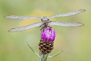 Western Clubtail -gomphus pulchellus- perched on Brown Knapweed -Centaurea jacea-, North Hesse, Hesse, Germany Western Clubtail -gomphus pulchellus- perched on Brown Knapweed -Centaurea jacea-, North Hesse, Hesse, Germany